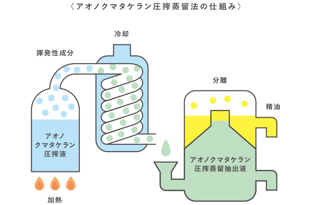 〈アオノクマタケラン圧搾蒸留法の仕組み〉