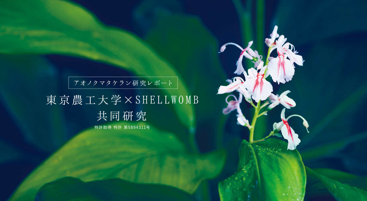アオノクマタケラン研究レポート 東京農工大学×SHELLWOMB共同研究